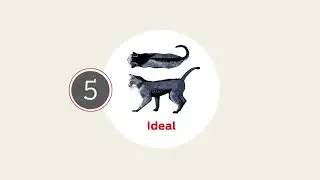 Your Cat&rsquo;s Health Has a Lot To Do With Weight: Give a HEALTHY HUG to Check For Ideal Weight