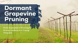 More Examples of Pruning for Strong Cordons in a Young Vineyard #viticulture #grapegrowing