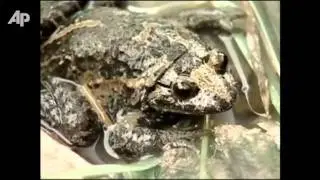 The Hula painted frog (Discoglossus nigriventer)