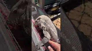Mike is feeding the lizards!!!! #lizard #reptiles #tegus #monitorlizard #iguana 
