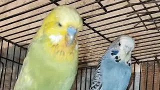 🦜✨PARROTS BREEDING SETUP OF HOLLAND BUDGIES #shorts #viral #birds #trending #budgies #ytshorts
