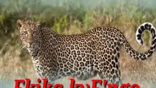 NGO CLAN ANTHEM