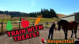 HOW TO TRAIN A HORSE WITH TREATS(SAFELY & RESPECTFUL)