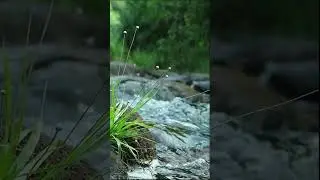 Water Sound in Forest#sleeping#therealrelaxation#waterfall#water#nature#realnature#naturalwatersound