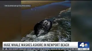 Huge whale washes ashore in Newport Beach