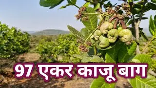 97 Acre cashew farm for sale #verywelldevelopedfarm #readyincomeproperty #konkan #cashewfarm #mango