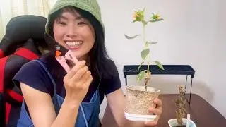 植物日記15 Yoko's Little Garden 15 / ミニひまわりの古い花を切る！ ダイソー栽培キット