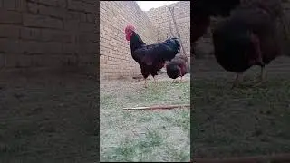 Rhode island RIR Hens #rooster Sound #chicken RIR mating #rooster #🐣🐣🐔🐔🐔🐔🐓🐓🐓🐓🐔🐔🐔🐣🐣🐓🐓🐓🐔🐔🐔🐓🐓