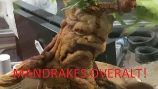 MANDRAKES OVERALT!