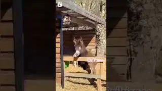 RJ Kisna Comedy animals comedy videos 📸 &lrm;@RJKisnaDubKendra&nbsp; #comedy #rjkisnaa #instgramreels