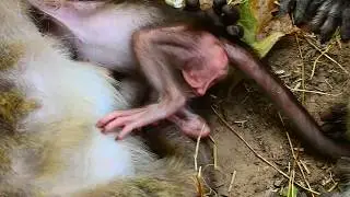 Poor Maci !! Why Dana drag newborn while sleeping like this?Very pity new baby