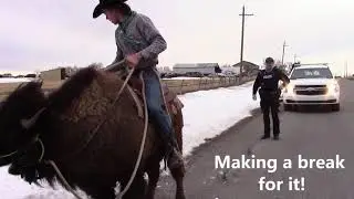 Buffalo Outruns Cop