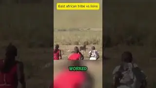 the complex relationship between this African tribe and lions #facts #shorts #animals