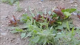 🦗 Mormon Crickets got the munchies! 🌿 Cutely Creepy Crawly Crunchy Critters are all over our yard!