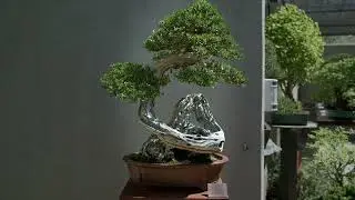 Recorrido por el Jardín Bonsai Luis Vallejo en Madrid