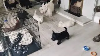 Scottish terrier puppies