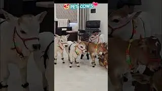 Pet Cows are so Short  & Cute 😍 Which could be raised in your Home   #youtube #viral #cow #love #a
