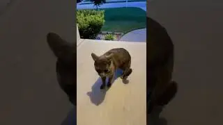 Cat Lover's Anthem (autotune remix) #shorts