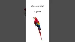 Choose a bird!! #birds #sparrow #parrot #seagull #quail #sescaca #memes