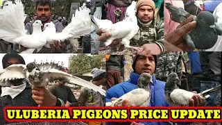 PIGEON PRICE ULUBERIA IN INDIA🦜 ULUBERIA PET MARKET PRICE 2021🦜 CARRENT BIRD MARKET PRICE KOLKATA