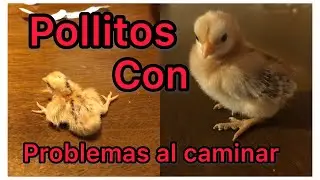 Como Curar Pollito Con Patas Abiertas