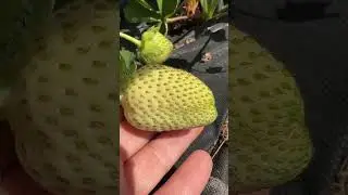 First berry #respect #top #video #diy #new #garden #beauty #plants #best #howto #strawberry#shorts