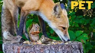Dog TV for Dogs to Watch - Fox on Top! + Squirrels and Birds 🦊 Nature Fun for Cats, Dogs & People