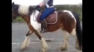 Lame horse - back / hind leg(s) giving way ?? HELP! Watch at 1:00m & end