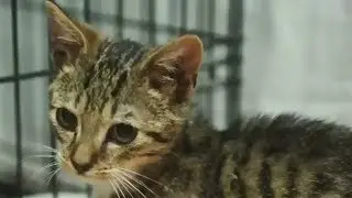Cat charity seeks help re-homing 19 felines after fire