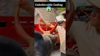 Bull horns making_||_ Strong bull tight hard. #animals #cowvideos #cow #bull #animalshorts