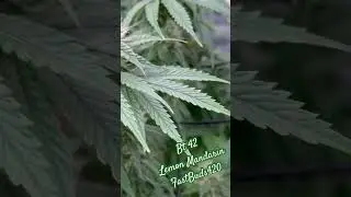 LM BT42 #plants #Weed #Gelato #lemon #Haze #Cannabis #grow #hydroponics #viralvideo #athena #bucket