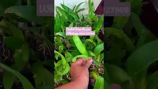 Dendrobium orchid sale / online orchid sale / orchid plants / orchid seedling sale