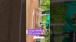 JUNGLE SAFARI | Animals | ZOO | NATURE | TRIP | SCENE|🤔👍🙂 MANISH REVIEW POINT | WILDLIFE 👁️