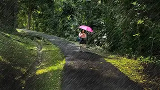 Walking in Rain ASMR Tour TV  : Discovering A Hidden Tropical Rainforest Inside Singapore Heartlands