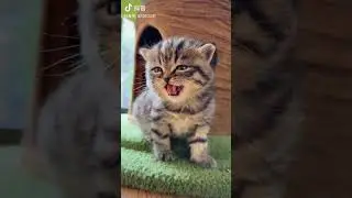 #cat #smile #handmade #happy #youtubeshorts