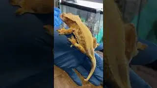 Crested Gecko Morph - Lilly White