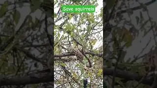 save squirrel #viralytshorts #garden #explore #food #nature  #organic #save animals #save sparrows