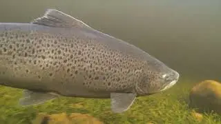 First Ferox Trout of the season - March 2025.