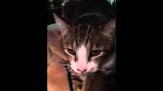 Sensitive cat