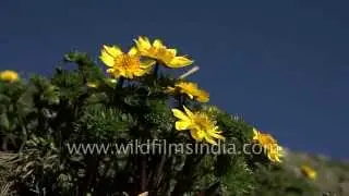Adonis chrysocyathus, a beautiful Buttercup type Himalayan flower