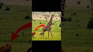 Nature's Clash: Lion Takes on Giraffe! #lion #giraffe #smartanimals