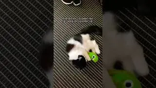 The Cucumber Cat meets his match 😼🥒 #mauriandcucumbers #cucumbercat #cat #funnycats