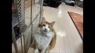 静かに🤫｜0124（土）20：02～　Cat and gluttonous rabbit