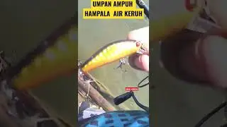 Umpan hampala air keruh paling AMPUH !! #shorts #videoshorts #castinghampala