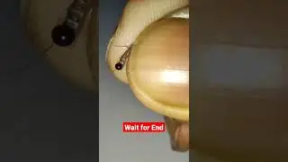 How Mosquito look in 100x enlarged view #viral #satisfying