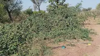 बेर के एक पौधे से कितने किलो उतपादन (tankla nagaur) #ashokprajapat 