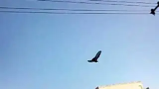 omniaHD slowmotion pigeon flight