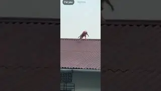 nach meri bulbul song monkey dancing #song #funny #monkey #cute #lookism #lookism #lookism #lookism