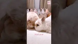 Adorable Duo Fluffy Bunnies Sharing a Snack in Soft Pastel Tones #pet #cute #rabbit #funny