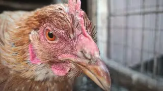 Winter Chicken Farm LIVE ❄️🐔 | Calm Farm Life in Snow